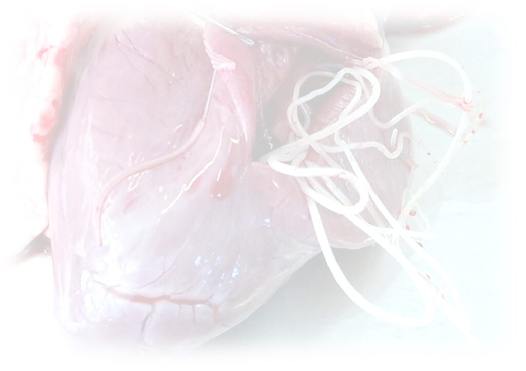 ="image of heart infested with worms. Canine heartworm disease"