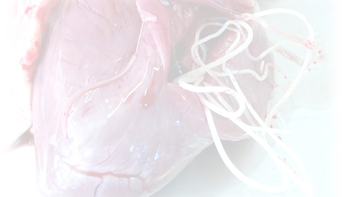 ="image of heart infested with worms. Canine heartworm disease"