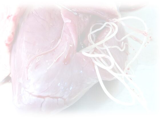 ="image of heart infested with worms. Canine heartworm disease"