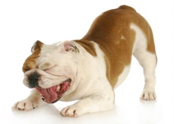 ="image of dog with kennel cough