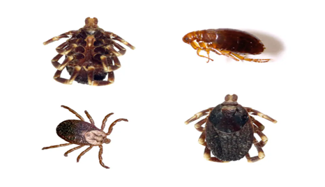 ="image of ecto-parasites in pets: ticks & fleas".