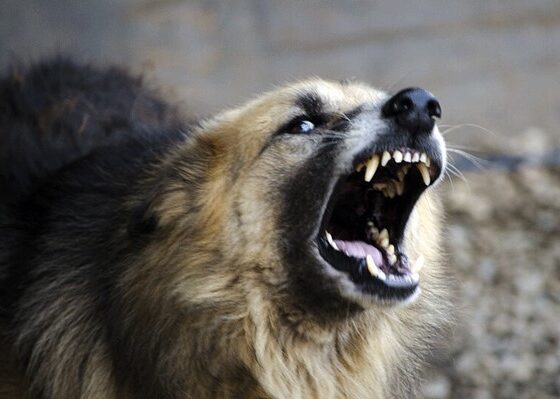 ="image of ferocious dog. Help Save a life, Vaccinate your pet. Rabies