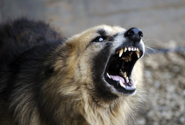 ="image of ferocious dog. Help Save a life, Vaccinate your pet. Rabies